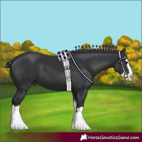 Horse Color:Black Splash 