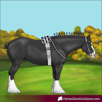 Horse Color:Black Splash 
