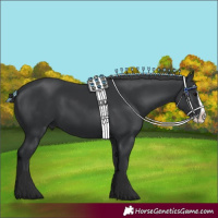 Horse Color:Black Splash 