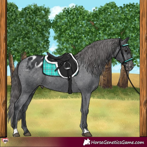 Horse Color:Black Appaloosa Rabicano 