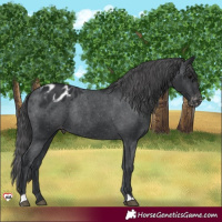 Horse Color:Black Appaloosa Rabicano 
