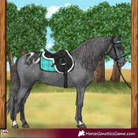 Horse Color:Black Appaloosa Rabicano 