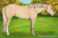 Horse Color:Gold Champagne Rabicano 