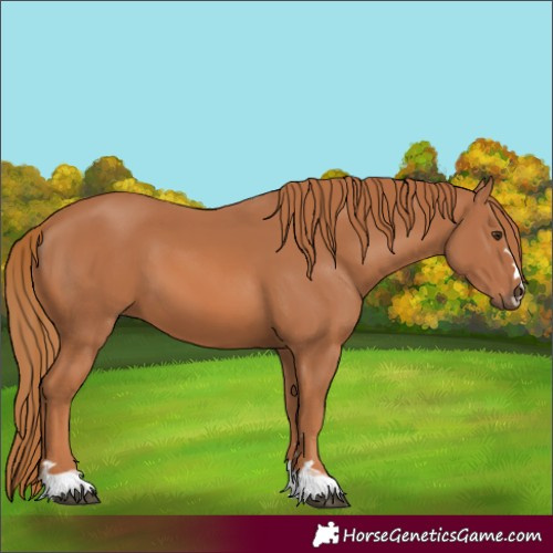 Horse Color:Chestnut 