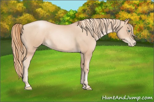 Horse Color:Gold Champagne Pearl Rabicano and Gold Champagne Pearl Rabicano