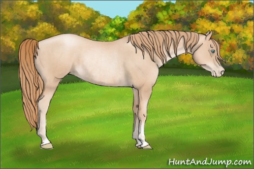 Horse Color:Gold Champagne Pearl Rabicano and Gold Champagne Pearl Rabicano