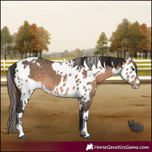 Horse Color:Brown Dun and Brown Dun Appaloosa