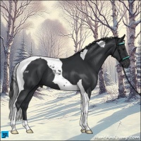 Horse Color:Black Tobiano 