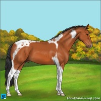 Horse Color:Bay Tobiano 