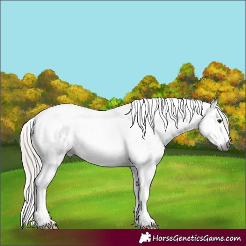 Horse Color:Gray Silver Grullo Roan Splash Tobiano Frame Appaloosa
