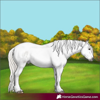 Horse Color:Gray Silver Grullo Roan Splash Tobiano Frame Appaloosa