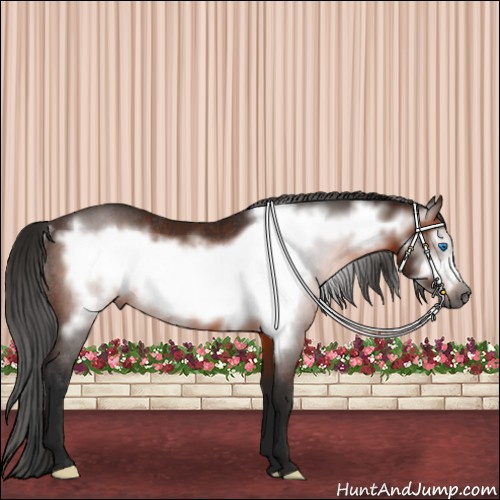Horse Color:Gray Bay Frame Rabicano