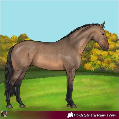 Horse Color:Brown Dun 