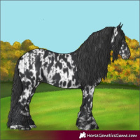 Horse Color:Black  and Black Near Leopard 