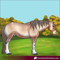 Horse Color:Bay Onyx Tobiano Appaloosa 