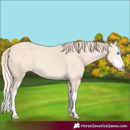 Horse Color:Perlino Splash Rabicano