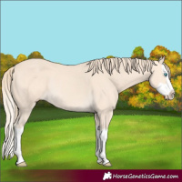Horse Color:Perlino Splash Rabicano