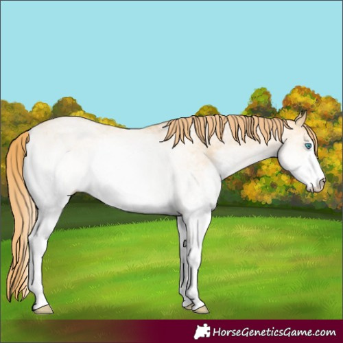 Horse Color:White Spotted Buckskin Pearl 