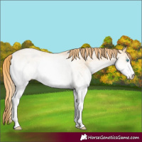 Horse Color:White Spotted Buckskin Pearl