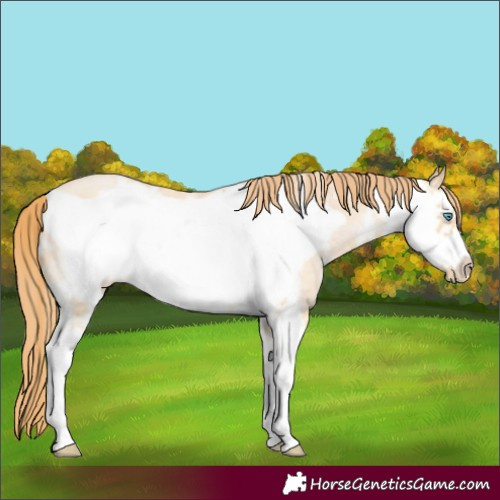 Horse Color:Buckskin Pearl Sabino Frame