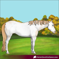 Horse Color:Buckskin Pearl Sabino Frame 