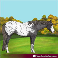 Horse Color:Smoky Black Blanket Rabicano 