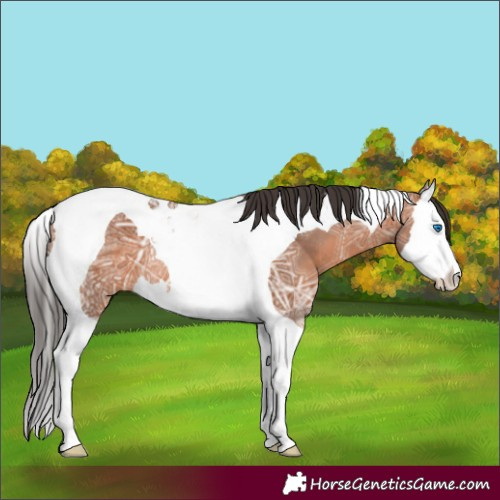 Horse Color:Bay Ice Splash Tobiano Rabicano 