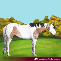Horse Color:Bay Ice Splash Tobiano Rabicano 