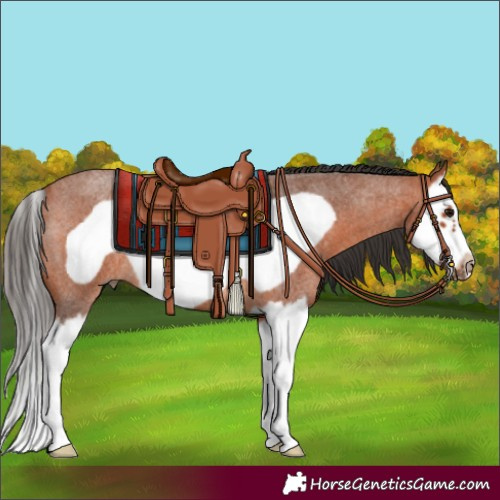 Horse Color:Bay Roan Splash Frame Rabicano 