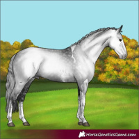 Horse Color:Gray White Spotted Black Tobiano 