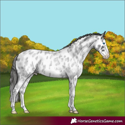 Horse Color:White Spotted Blue Roan Splash Appaloosa 
