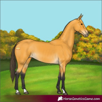 Horse Color:Buckskin 