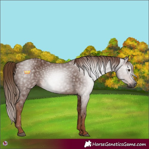 Horse Color:Gray Chestnut 