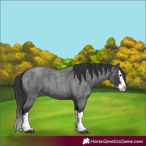 Horse Color:Blue Roan Splash