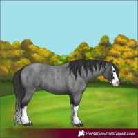 Horse Color:Blue Roan Splash 