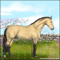 Horse Color:Buckskin 