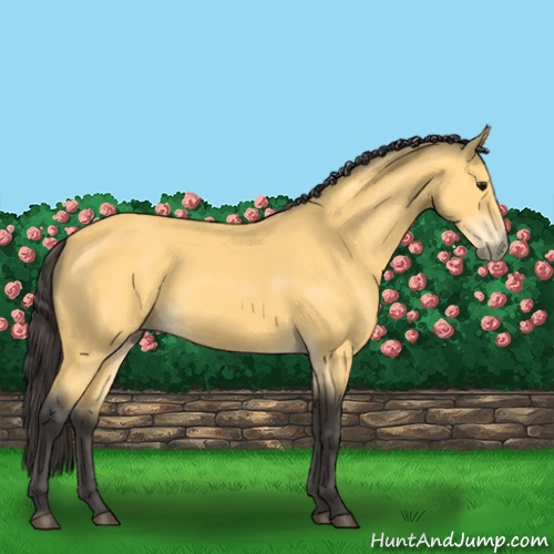 Horse Color:Buckskin 