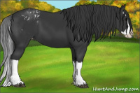 Horse Color:Black Splash Appaloosa 
