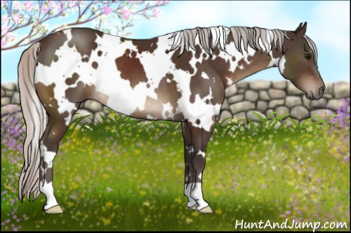 Horse Color:White Spotted Silver Brown