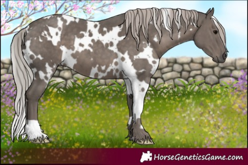 Horse Color:White Spotted Silver Black 