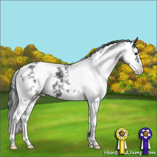 Horse Color:Black Sabino Appaloosa 