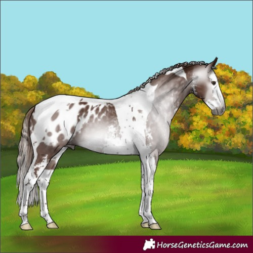 Horse Color:Gray Chestnut Sabino Splash Tobiano Appaloosa