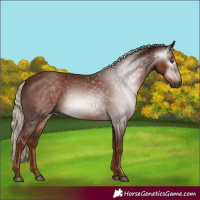 Horse Color:Gray Chestnut