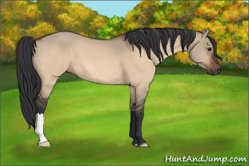 Horse Color:Bay Dun
