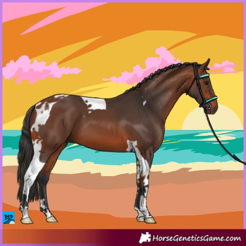 Horse Color:Bay Tobiano 
