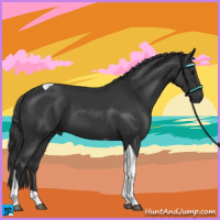 Horse Color:Black Tobiano 