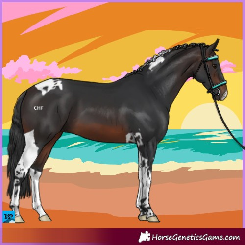 Horse Color:Brown Tobiano 
