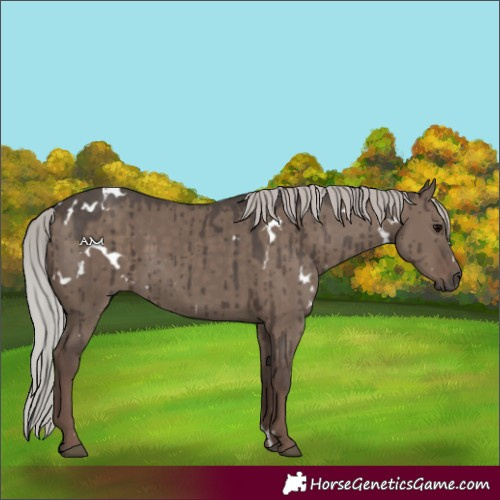 Horse Color:White Spotted Silver Grullo Brindle