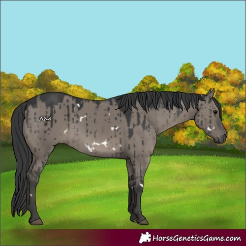 Horse Color:White Spotted Grullo Brindle 