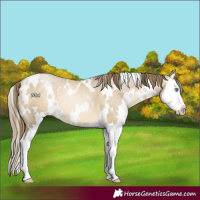 Horse Color:White Spotted Smoky Grullo Pearl Splash 
